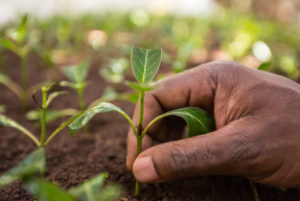 PHARMAKINA produces in and exports from Bukavu, DR Congo, quinine salts to the global pharmaceutical and food & beverage industry.